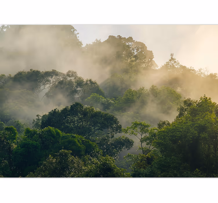 Papier peint forêt canopée de jungle luxuriante - TenStickers