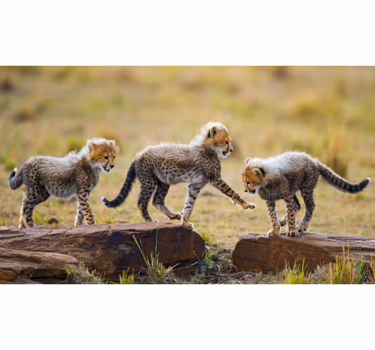 Tapisserie africaine petits guépards mignons - TenStickers