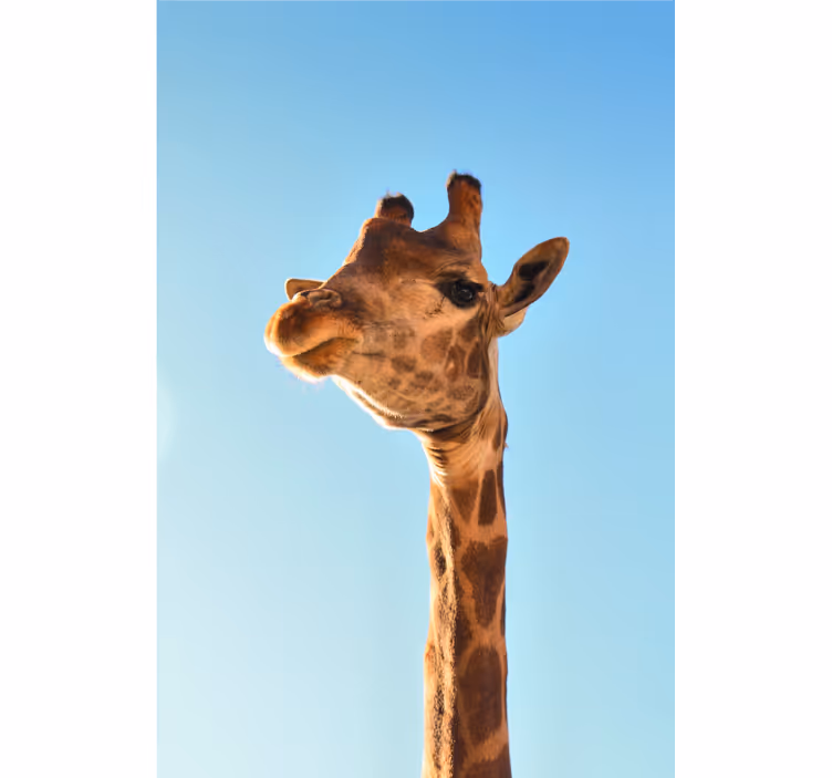 Tapisserie africaine giraffe en gros plan - TenStickers