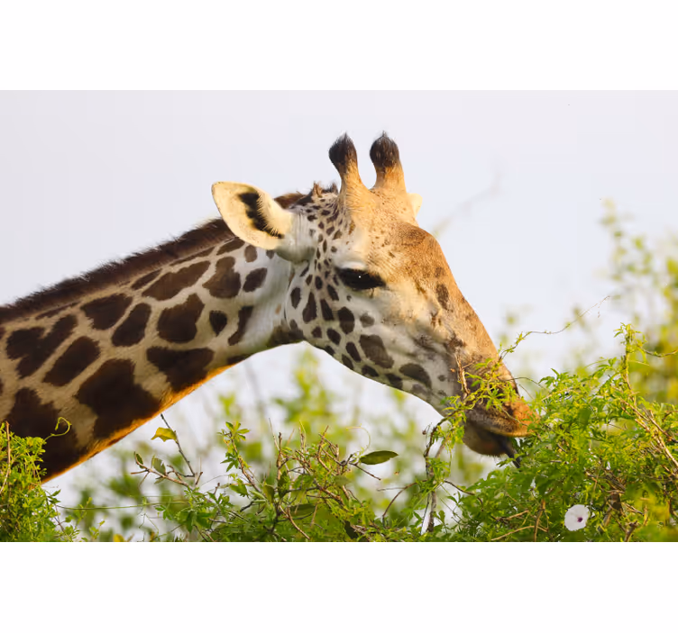 Tapisserie africaine girafe grande taille - TenStickers