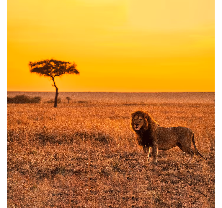 Tapisserie africaine arbre de savane sauvage au crépuscule - TenStickers