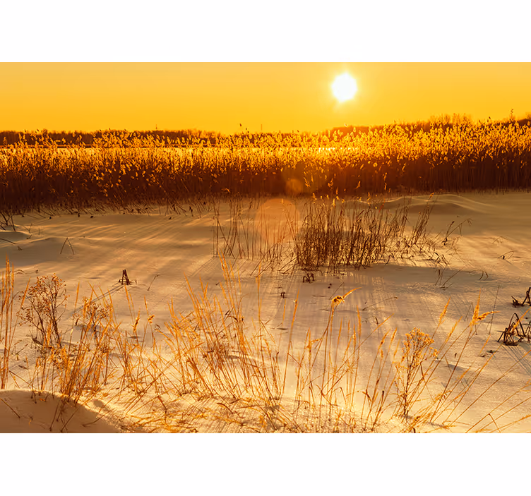 Tapisserie jaune moment crépusculaire de roseaux pampas - TenStickers