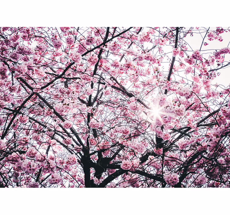 Tapisserie rose arbres en fleurs cerisier - TenStickers