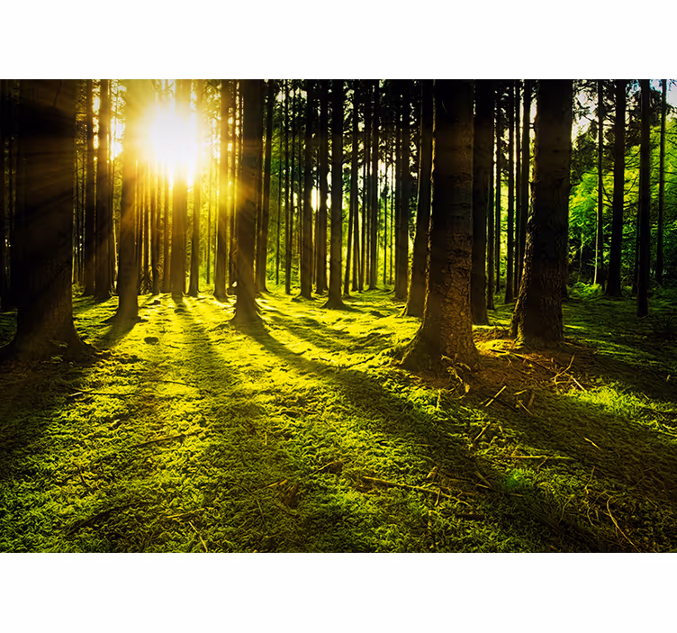 Tapisserie vert forêt ensoleillée - TenStickers