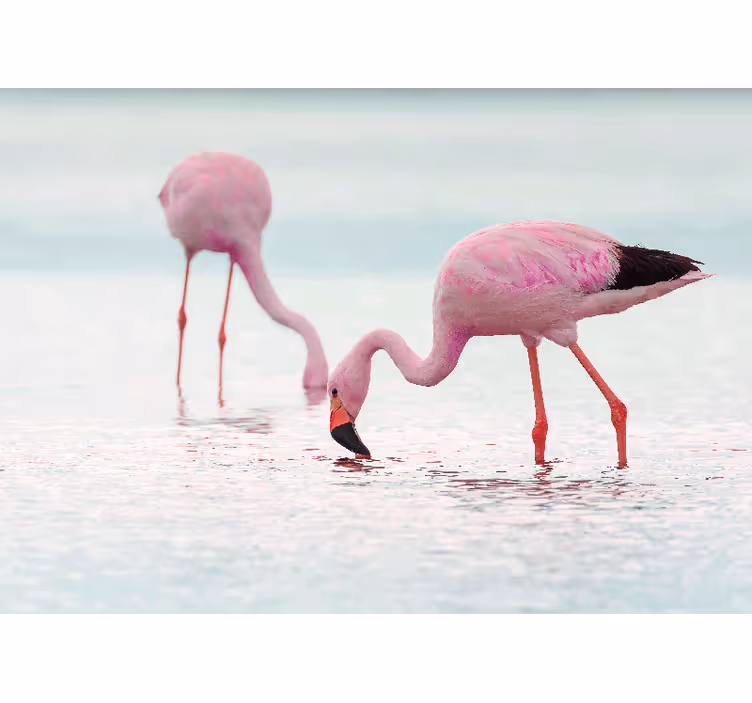 Tapisserie couloir flamant rose magnifique dans l'eau - TenStickers