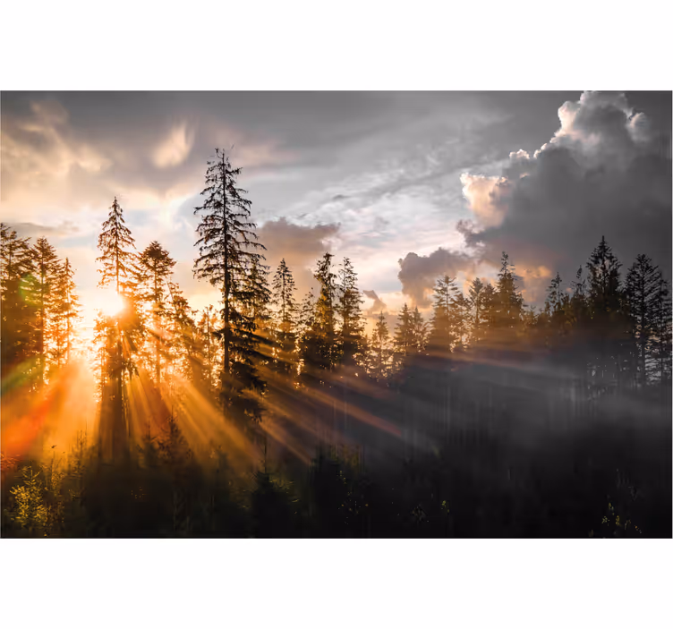 Tapisserie entrée forêt avec brouillard et soleil - TenStickers