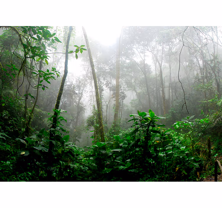 Papier peint salon forêt jungle sombre - TenStickers