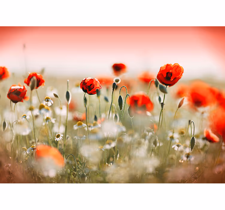 Papier peint fleuri coquelicots - TenStickers