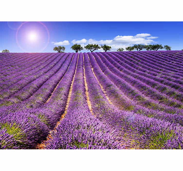 Tapisserie fleur vue sur le champ de lavande - TenStickers