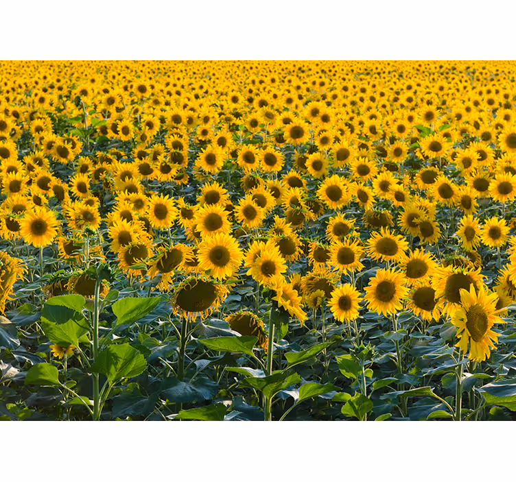 énorme mur de champ de tournesols - TenStickers