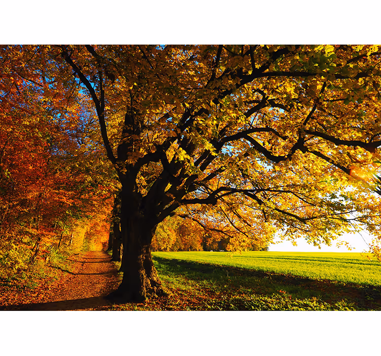 Tapisserie arbre chemin forestier d'automne - TenStickers
