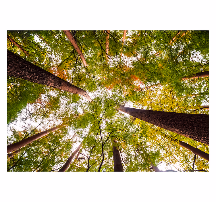 Tapisserie nature canopée verte imposante - TenStickers