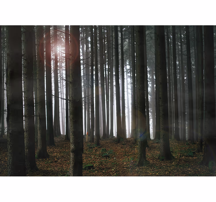 Papier peint paysage forestier - TenStickers