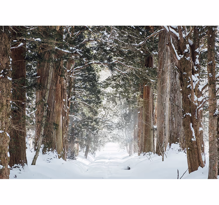 Tapisserie forêt sentier boisé glacé - TenStickers