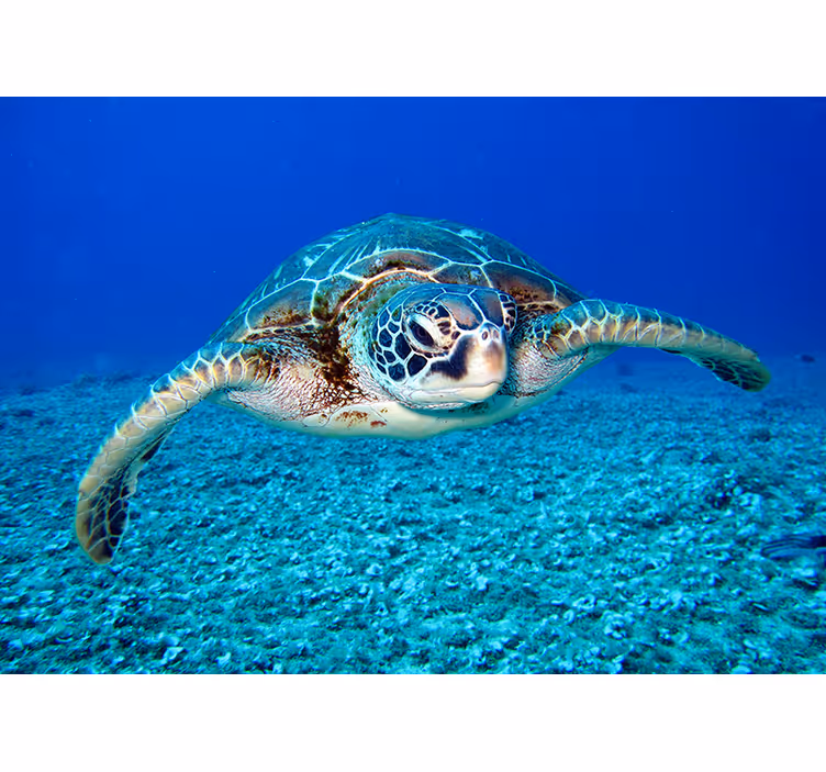 Tapisserie murale sublime tortue de mer - TenStickers