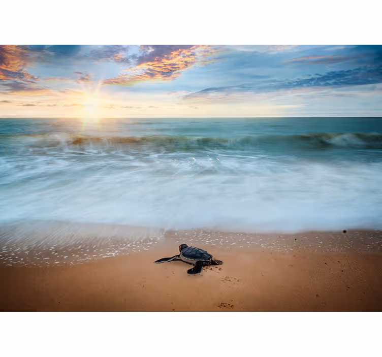 Tapisserie murale animaux tortue sur la côte - TenStickers