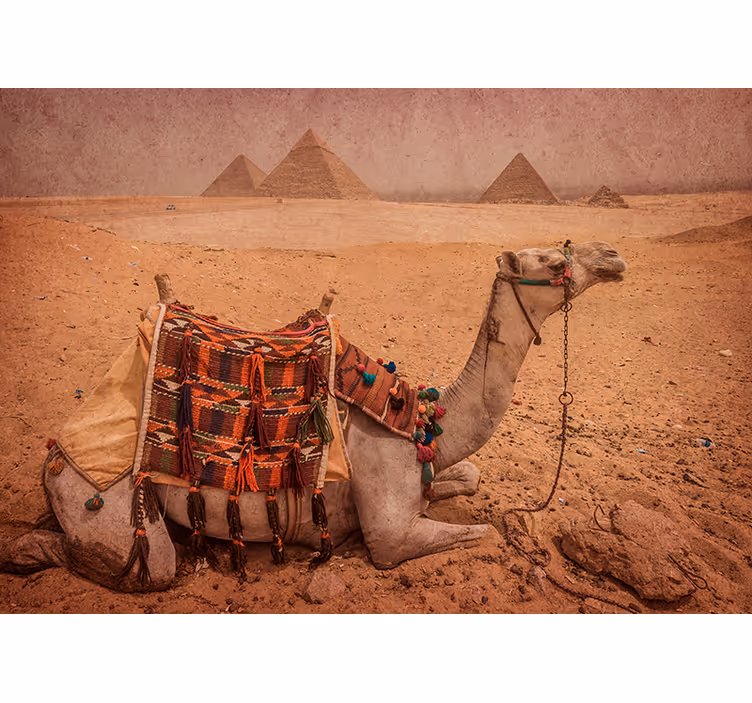 Papier peint mural desert Chameau dormant  - TenStickers
