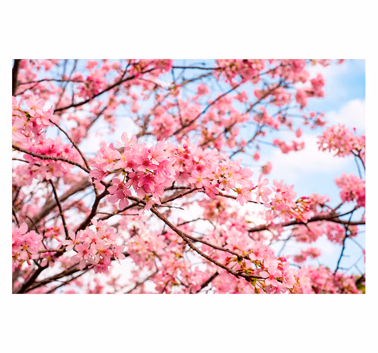 Tapisserie fleur Émerveillement cerisier en fleurs - TenStickers