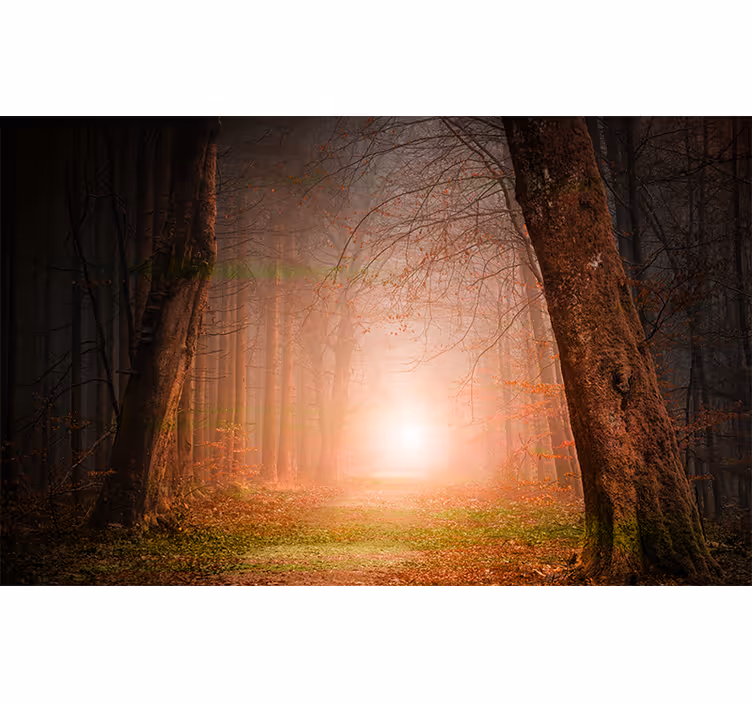 Tapisserie forêt sentier forestier mystérieux - TenStickers