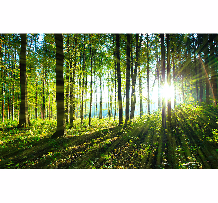 Tapisserie forêt vue boisée au soleil - TenStickers