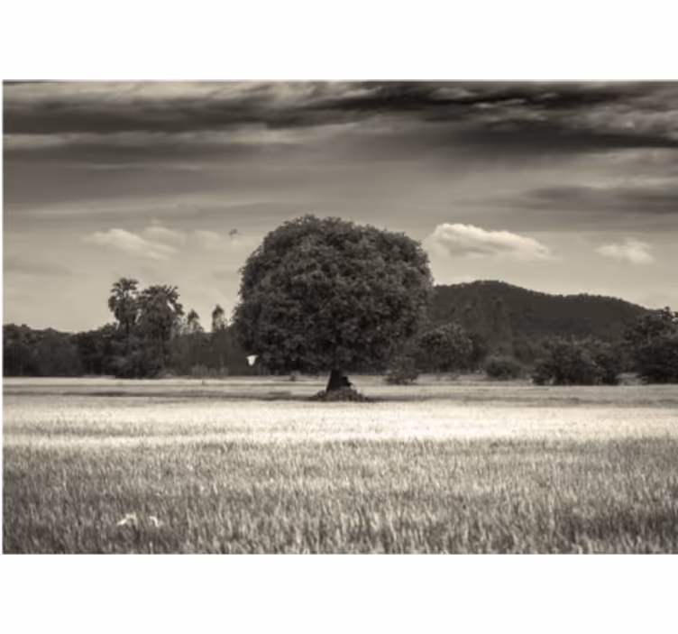 Tapisserie arbre paysage d'arbre isolé - TenStickers