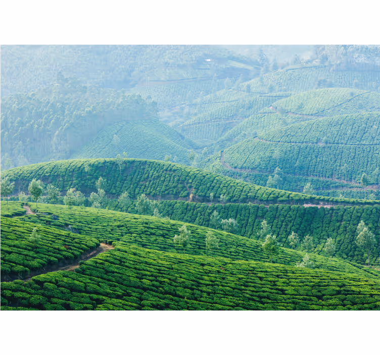 Tapisserie paysage collines de plantations de thé - TenStickers