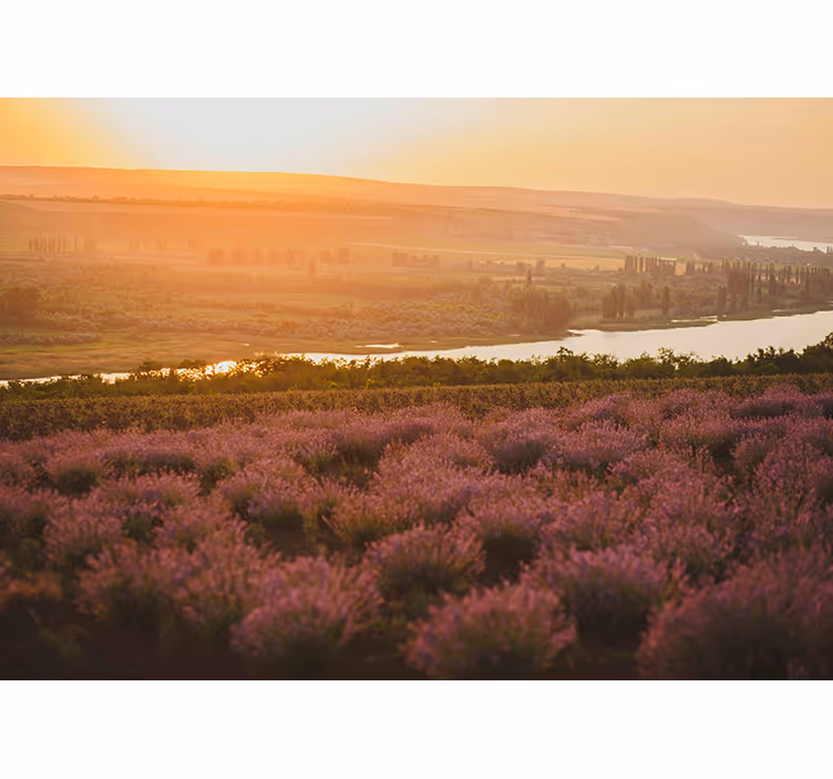 Tapisserie fleur paysage de coucher de soleil à la lavande - TenStickers