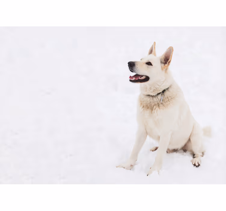 Tapisserie animaux chien blanc heureux - TenStickers