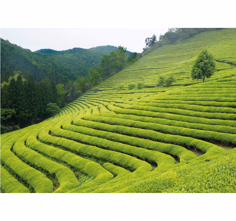 Tapisserie nature paysage de plantation de thé - TenStickers