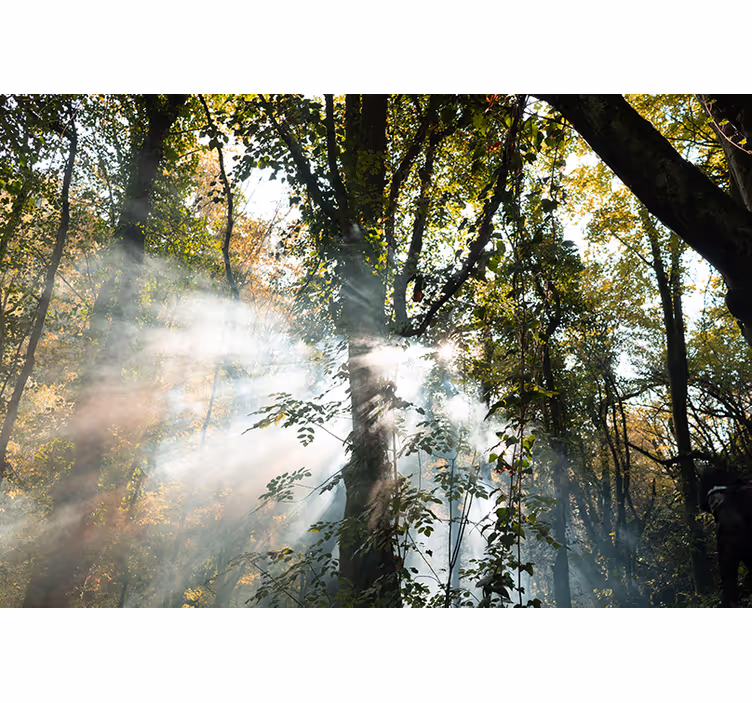 Tapisserie forêt ambiance paisible de forêt - TenStickers