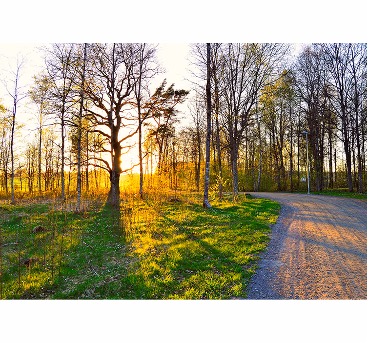 Tapisserie nature sentier ensoleillé en forêt - TenStickers