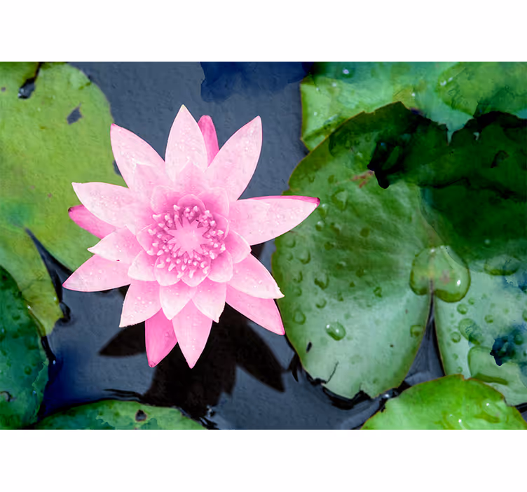 Tapisserie fleur fleur de lotus en rose - TenStickers