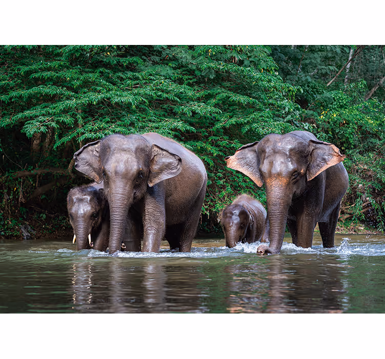 Tapisserie animaux éléphants dans l'eau - TenStickers