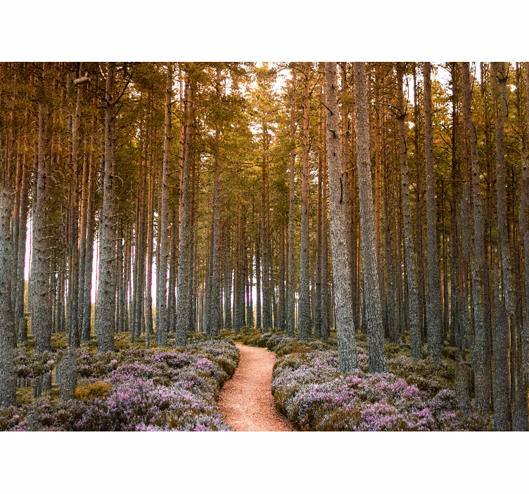 Tapisserie nature aventure sur un sentier forestier - TenStickers