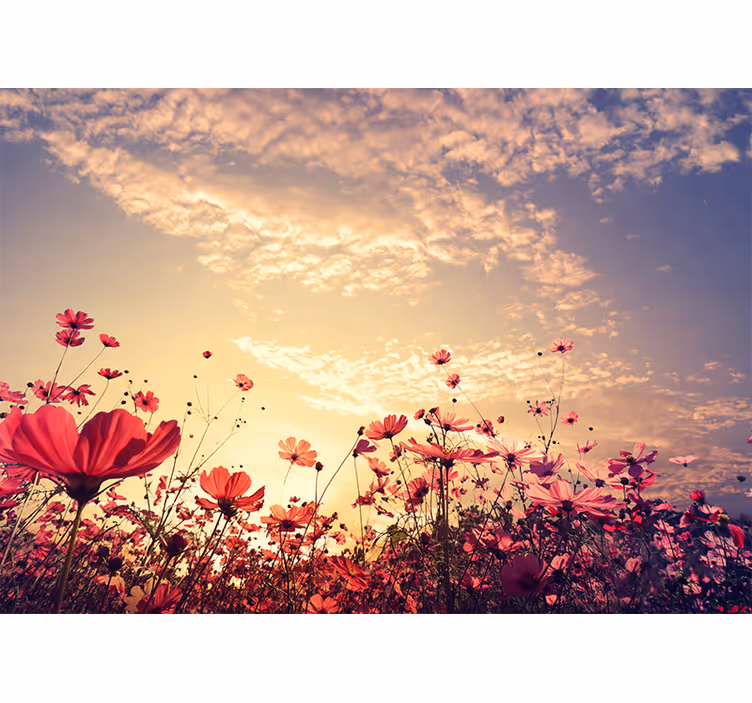 Tapisserie fleur champ de fleurs cosmos - TenStickers