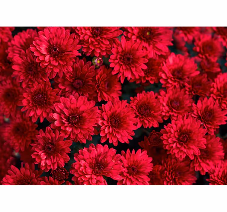 Tapisserie fleur design floral vibrant - TenStickers