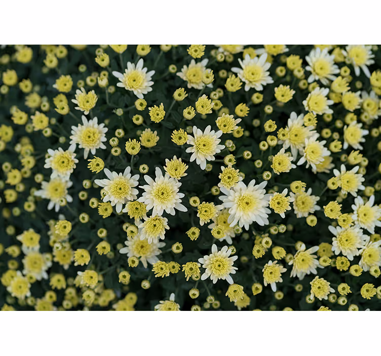 Tapisserie fleur fleurs jaunes Épanouies - TenStickers