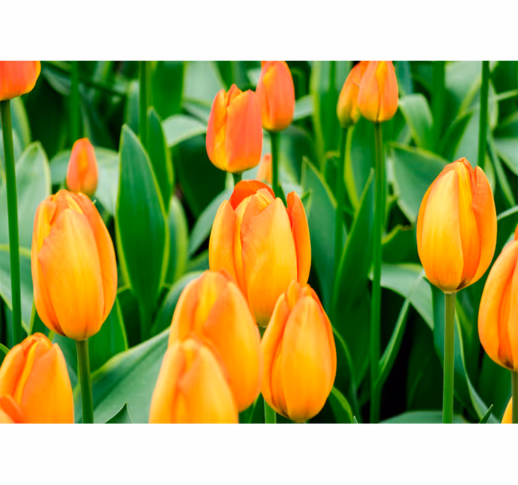 Tapisserie tulipes Épanouissement des tulipes - TenStickers
