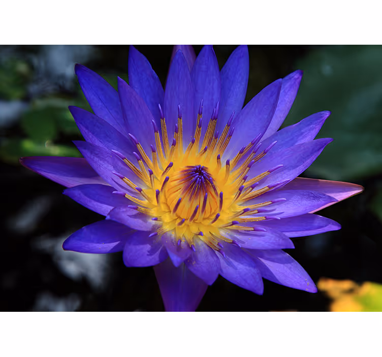 Tapisserie coquelicots fleur de lotus en éclosion - TenStickers