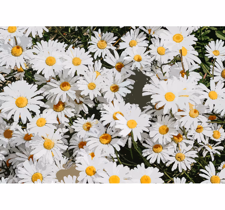 Tapisserie fleur champ de fleurs de marguerites - TenStickers