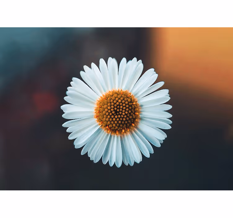 Tapisserie fleur design floral marguerite - TenStickers