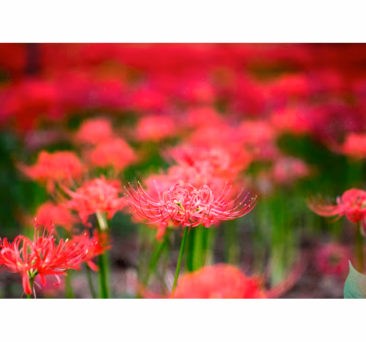Tapisserie coquelicots fleurs cramoisies vivantes - TenStickers