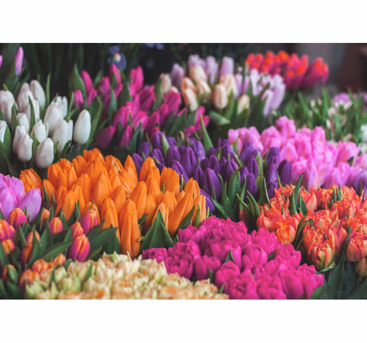 Tapisserie fleur jardin de tulipes - TenStickers