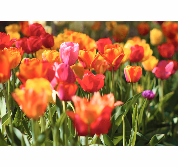 Tapisserie fleur champ de tulipes vibrant - TenStickers