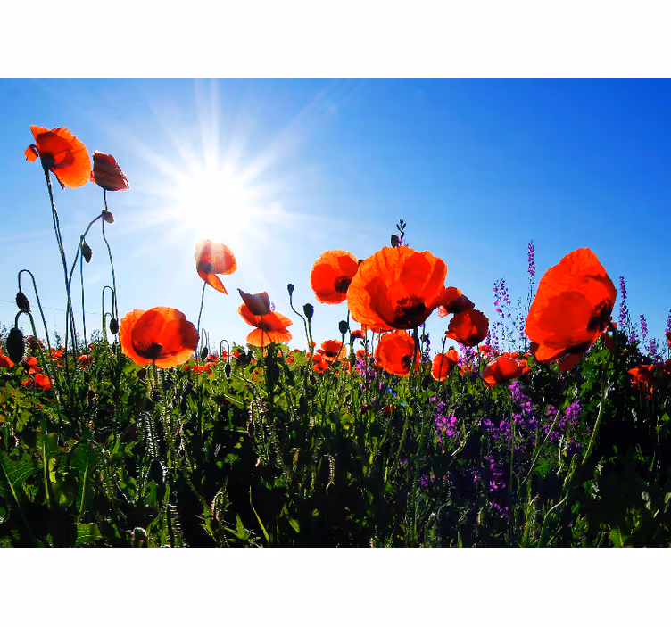 Tapisserie coquelicots champ de coquelicots ensoleillé - TenStickers