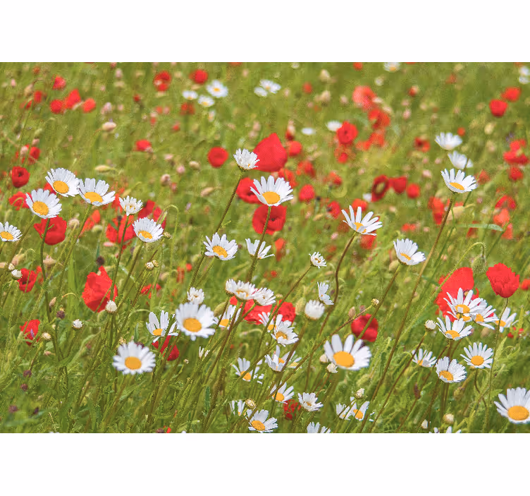 Tapisserie fleur champ de fleurs vibrant - TenStickers