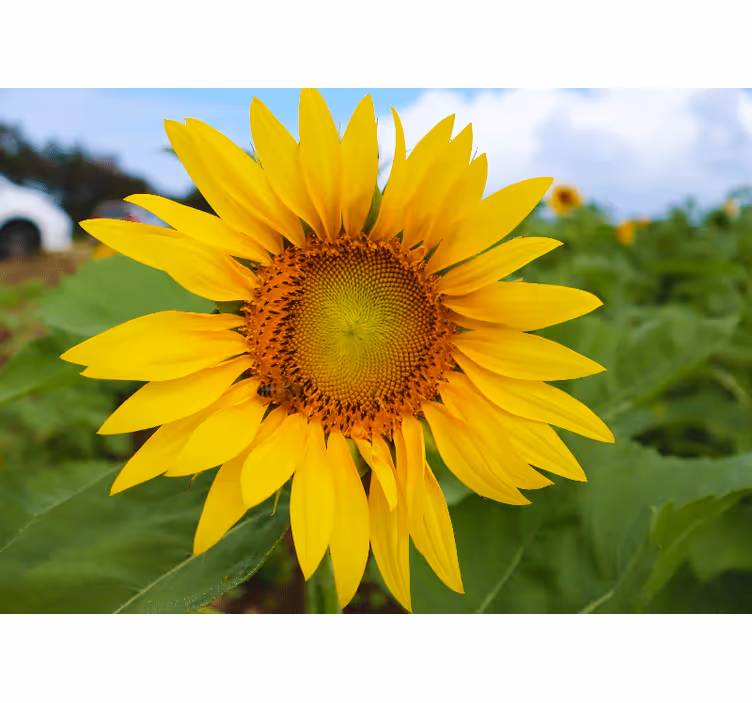 Tapisserie fleur beauté Épanouie de tournesol - TenStickers
