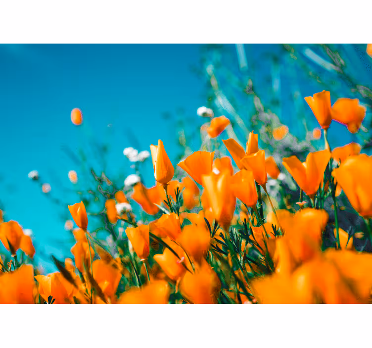 Tapisserie fleur poppies dorées en fleurs - TenStickers