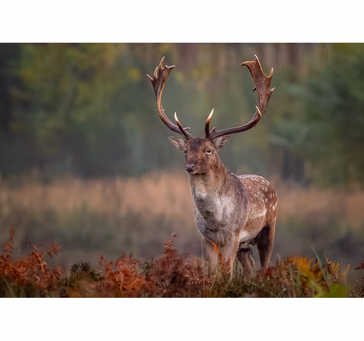 Tapisserie animaux présence du cerf majestueux - TenStickers