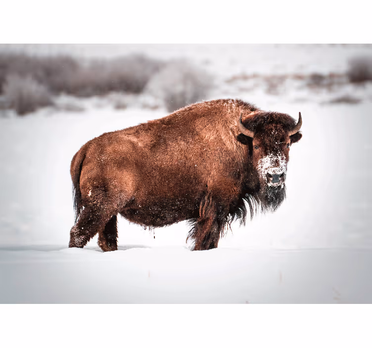 Tapisserie animaux bison majestueux en stance - TenStickers